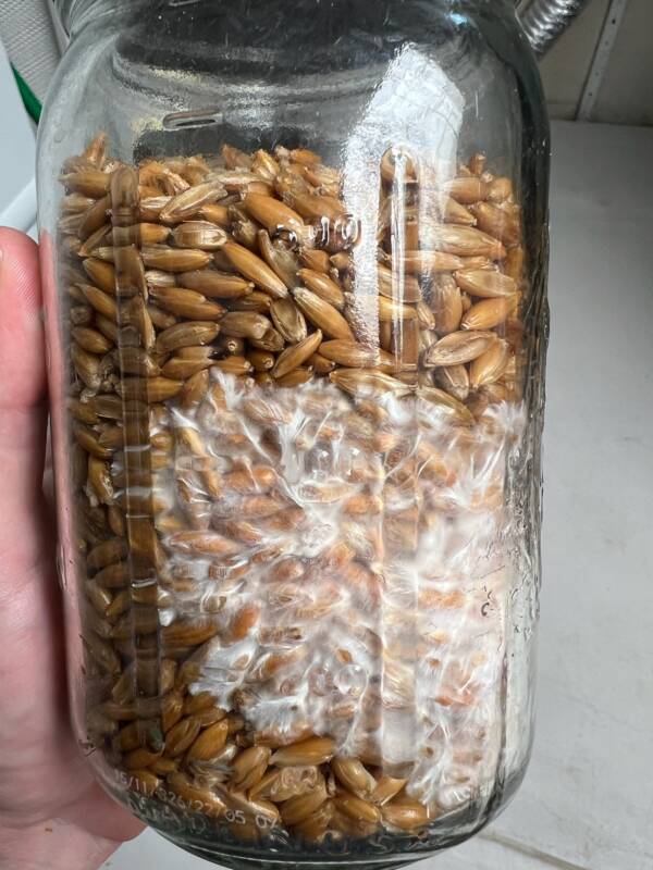 Grow Jars